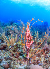 Caribbean coral garden