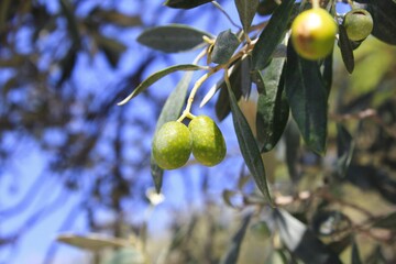 Olives on olive tree branch in Athens, Greece.