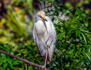 cattle egret ,mBubulcus ibis,