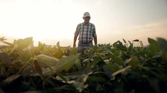 Senior farmer walking in soybean field examining crop during sunset.	