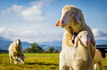 nice sheeps at the european alps