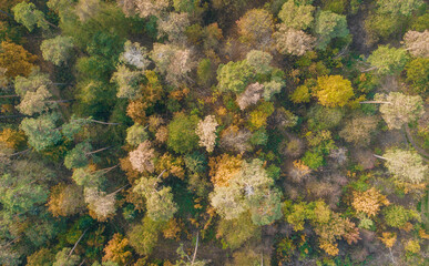 Green field and autumn forest aerial view