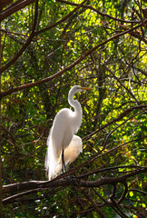  snowy egret ,Egretta thula i