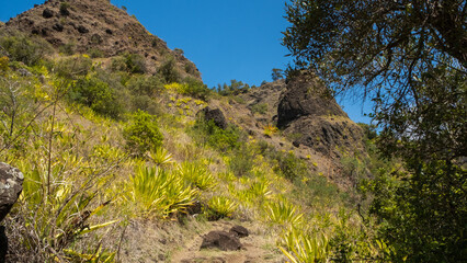 Vegetation in the tropical mountains