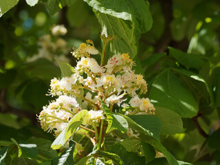 Die Gewöhnliche Rosskastanie (Aesculus hippocastanum) oder Gemeine Rosskastanie - Weiße Rosskastanie