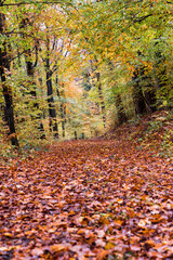 path through autumnal forest beech leaves on ground