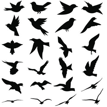 Birds icon vector set. animals illustration sign collection. nature symbol.