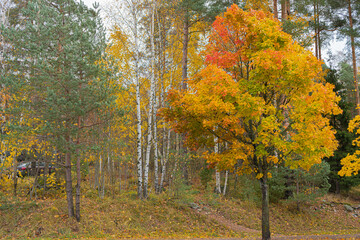 Fototapeta premium Colorful view of the autumn forest.