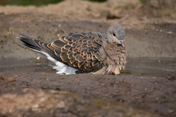 European Turtle Dove bathing