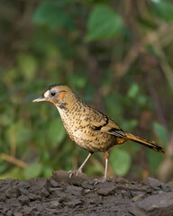Fototapeta premium Rufous-chinned Laughingthrush on a branch