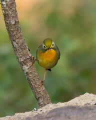 Red-billed Leiothrix perched on a tree branch