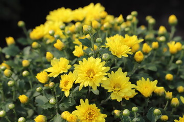 秋の花壇に咲く黄色い菊の花（西洋ギク）