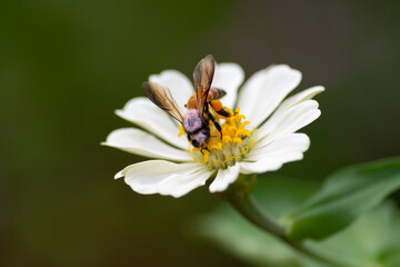 Honey bee on a white zinnia