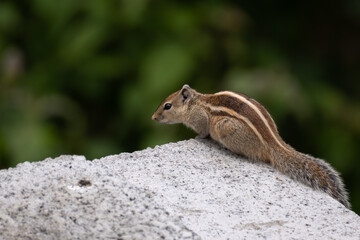 Indian palm squirrel