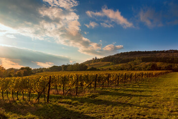 Fototapeta na wymiar Vineyards in South Moravia near Mikulov in the Czech Republic. In the background is the Holy Hill and a blue sky with white clouds.