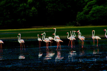 Flock of Flamingos at Thol lake