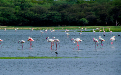 Flock of Flamingos at Thol lake