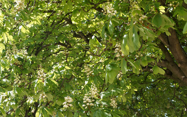 Aesculus hippocastanum | Rosskastanienbäume oder Weiße Rosskastanie in voller Blüte mit fingerförmig, groß, Laubblätter, oberseits sattgrün, unterseits hellgrün