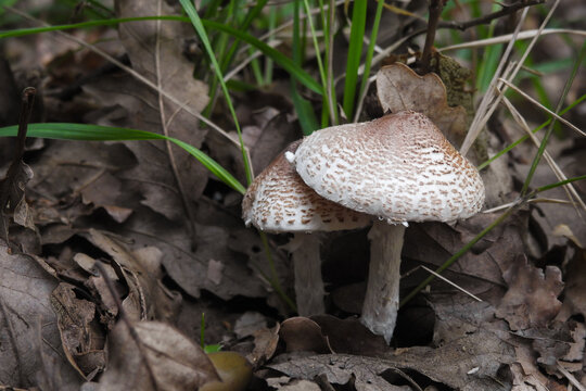 Fungo Lepiota clypeolaria tra le foglie,primo piano funghi 
