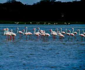 Obraz premium Flock of Flamingos at Thol lake