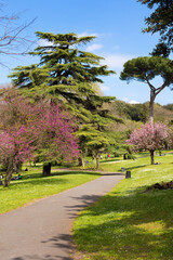 Obraz premium blossom in spring on the park