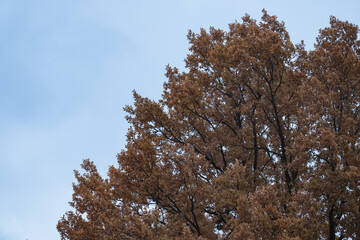 trees in the autumn