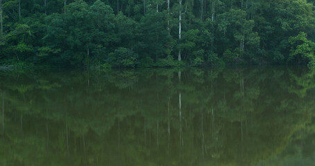 Forest plant and water reservoir