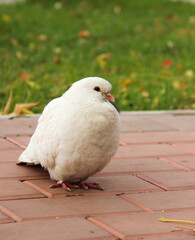 white dove in the park
