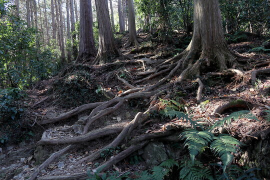 登山道の木の根