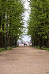 Fototapeta na wymiar walking in the park with beautiful trees