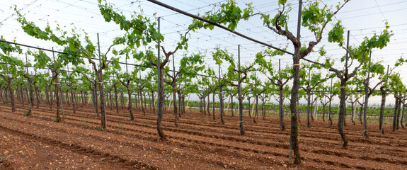 grape tree in the vineyard