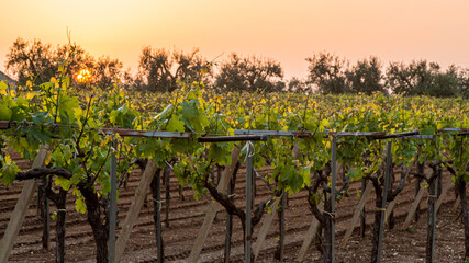 grape tree in the vineyard