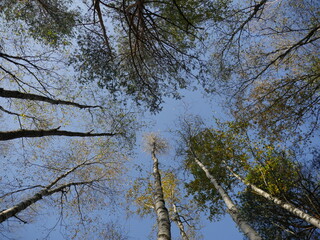 tall trees in the blue sky overhead, low angle of view