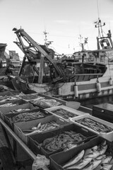 boats in the port, sell of fresh fish