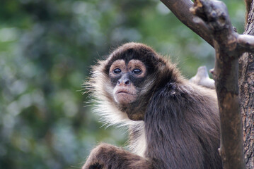 Brown Spider Monkey  Looking Skyward, Blurred Background