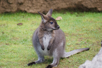 Young Bennetts Wallaby  (Macropus rufogriseus) Standing on the Grassland