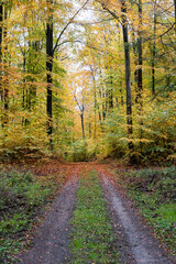 Obraz premium path through autumnal forest beech leaves on ground