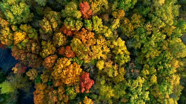 Aerial shot flying over a forest exploding with peak fall colors.
