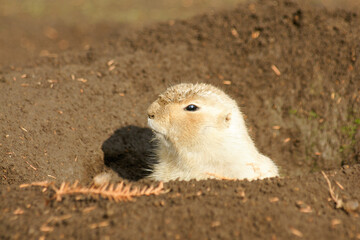 Black-tailed prairie dog Peeping from Burrow