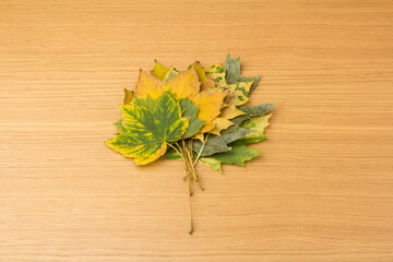 Autumn leaf close-up on wooden background. rich color background