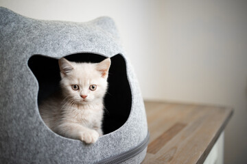 Naklejka premium cute cream colored british shorthair kitten inside of pet cave looking out at camera
