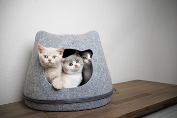 three different colored curious british shorthair kittens inside of cat head shaped pet cave