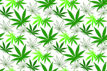 Green cannabis leaves on white background
