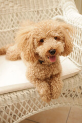 のんびりしているトイプードル