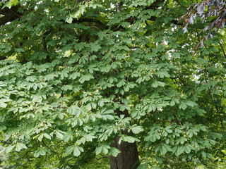 Die Gewöhnliche Rosskastanie (Aesculus hippocastanum) oder Gemeine Rosskastanie - Weiße Rosskastanie