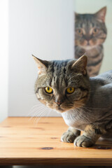 The cat of the British breed sits on a wooden table at home. Behind the cat is a canvas photo of the same cat. The cat is trimmed.
