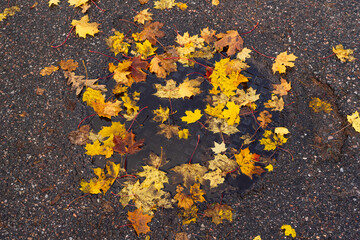 Fallen, colorful leaves on wet asphalt autumn background