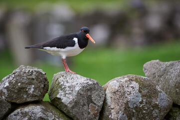 Oyster Catcher sitting on a rock wall.