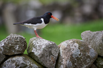 Oyster Catcher sitting on a rock wall.