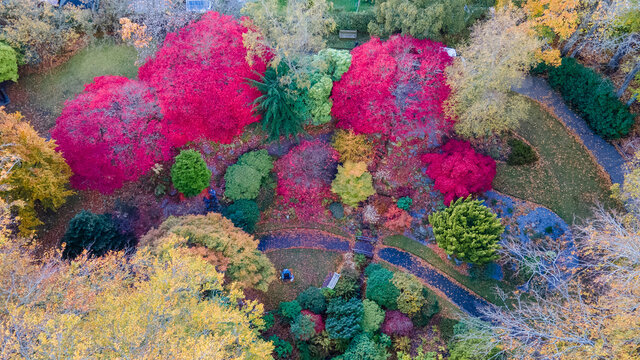 pink leaves in automn along with colourful trees in the forest